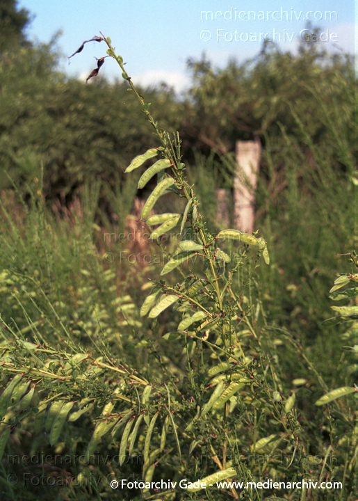 Juli 2001. Flora. Pflanzen. Strauch. Sträucher. Ginster.
Schlüsselwörter: Flora;Natur;Pflanzen;plants;Strauch;2001;Bodengewächs;Sträucher