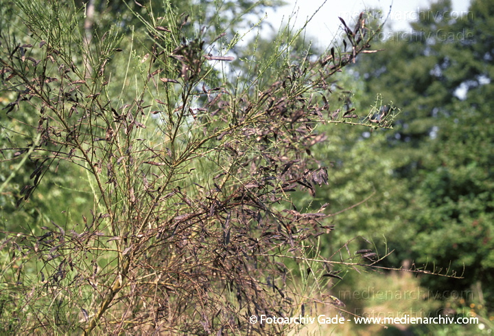 August 2001.  Flora. Pflanzen. Strauch. Sträucher. Ginster.
Schlüsselwörter: Flora;Natur;Pflanzen;plants;Strauch;2001;Deutschland;Sträucher