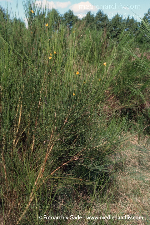 Ginster Strauch
2003. Meckenburg-Vorpommern. Carwitz. Flora. Fauna. Strauch Ginster
Schlüsselwörter: Flora;Natur;Pflanzen;plants;Strauch;2003;Fauna;Sträucher