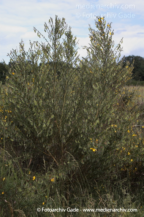 23. 6. 2006. Mecklenburg-Vorpommern. Carwitz.  Flora. Pflanzen. Strauch. Baum. Schmetterlingsblütler. Gewöhnlicher Besenginster Cytisus scoparius
Schlüsselwörter: Besenginster;Blume;Blumen;Bäume;Carwitz;Cytisus scoparius;Feldberger Seengebiet;Flora;Gewöhnlicher Besenginster;Mecklenburg-Vorpommern;Natur;Pflanze;Pflanzen;plants;Schmetterlingsblütler.;Strauch;2006;Baum;Sträucher