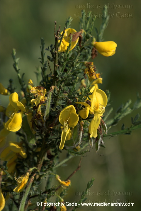 Blüten. blühender Ginster.
2009. Mecklenburg-Vorpommern. Carwitz. Flora. Pflanzen. Blüten. Strauch Sräucher. blühender Ginster. Busch.
Schlüsselwörter: Busch;Carwitz;Flora;Ginster;Mecklenburg-Vorpommern;Natur;Pflanzen;plants;Strauch;2009;Blüten;Sträucher