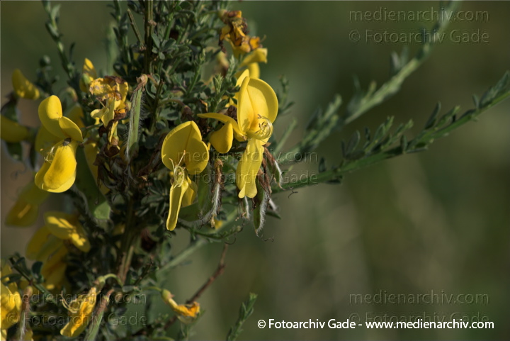 Blüten. blühender Ginster.
2009. Mecklenburg-Vorpommern. Carwitz. Flora. Pflanzen. Blüten. Strauch Sräucher. blühender Ginster. Busch.
Schlüsselwörter: Busch;Carwitz;Flora;Ginster;Mecklenburg-Vorpommern;Natur;Pflanzen;plants;Strauch;2009;Blüten;Sträucher
