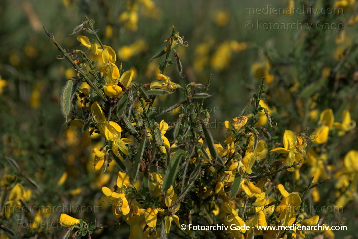 Blüten. blühender Ginster.
2009. Mecklenburg-Vorpommern. Carwitz. Flora. Pflanzen. Blüten. Strauch Sräucher. blühender Ginster. Busch.
Schlüsselwörter: Busch;Carwitz;Flora;Ginster;Mecklenburg-Vorpommern;Natur;Pflanzen;plants;Strauch;2009;Blüten;Sträucher