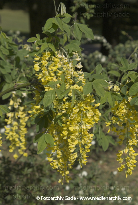 Goldregen (Laburnum), auch Bohnenbaum, Goldrausch oder Gelbstrauch
1. 5. 2007. Berlin. Flora.  Pflanzen. Strauch. Sträucher. Goldregen (Laburnum), auch Bohnenbaum, Goldrausch oder Gelbstrauch
Schlüsselwörter: 2007;Berlin;Blüte;Bohnenbaum;Flora;Gelbstrauch;Goldregen;Laburnum;Natur;Pflanzen;plants;Strauch;Sträucher