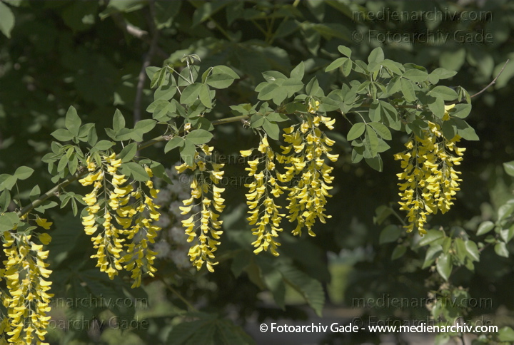 Goldregen (Laburnum), auch Bohnenbaum, Goldrausch oder Gelbstrauch
1. 5. 2007. Berlin. Flora.  Pflanzen. Strauch. Sträucher. Goldregen (Laburnum), auch Bohnenbaum, Goldrausch oder Gelbstrauch
Schlüsselwörter: 2007;Berlin;Blüte;Bohnenbaum;Flora;Gelbstrauch;Goldregen;Laburnum;Natur;Pflanzen;plants;Strauch;Sträucher