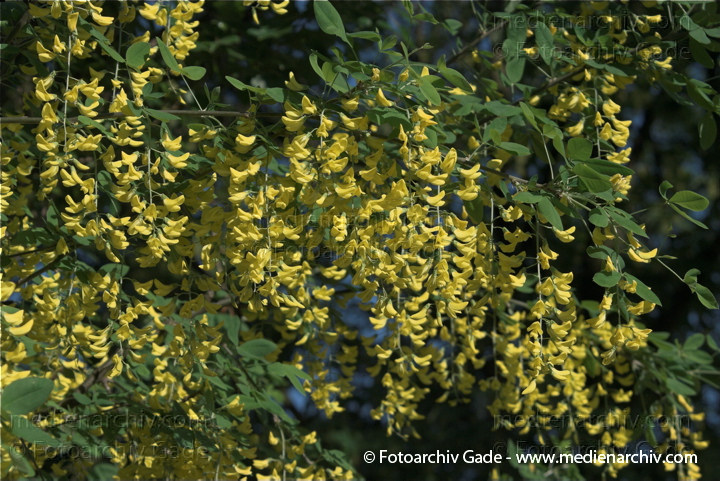 Goldregen (Laburnum) auch Bohnenbaum, Goldrausch oder Gelbstrauch
1. 5. 2009. Berlin. Berlin-Mitte. Wedding. Park Rehberge. Flora Pflanzen. Blüten. Goldregen (Laburnum) auch Bohnenbaum, Goldrausch oder Gelbstrauch
Schlüsselwörter: 2009;Berlin;Blüte;Flora;Goldregen;Laburnum;Natur;Pflanzen;plants;Strauch;Sträucher