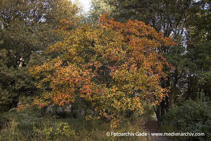  Hahndorn. rotes Herbstlaub . Früchte.
2007. Berlin. Flora. Pflanzen. Strauch. Sträucher. Großstrauch, kleiner Baum. Bäume. Hahndorn. Crataegus crus-galli. Dunkelgrüne Blätte, die sich im Herbst stark rötlich verfärben. Rote Früchte (Beeren, Apfelfrüchte), ca. 1,5 cm Durchmesser.
Schlüsselwörter: Crataegus crus-galli;Flora;Früchte;Hahndorn;Herbstlaub;Natur;Pflanzen;plants;Strauch;2006;Berlin;Sträucher