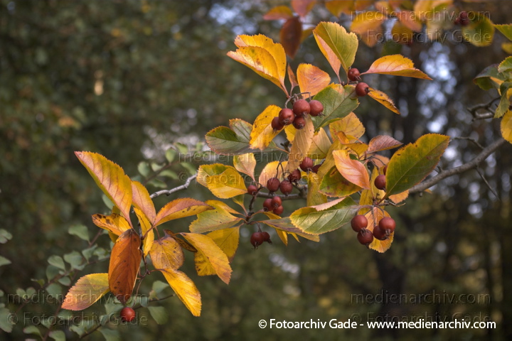  Hahndorn. rotes Herbstlaub . Früchte.
2007. Berlin. Flora. Pflanzen. Strauch. Sträucher. Großstrauch, kleiner Baum. Bäume. Hahndorn. Crataegus crus-galli. Dunkelgrüne Blätte, die sich im Herbst stark rötlich verfärben. Rote Früchte (Beeren, Apfelfrüchte), ca. 1,5 cm Durchmesser.
Schlüsselwörter: Crataegus crus-galli;Flora;Früchte;Hahndorn;Herbstlaub;Natur;Pflanzen;plants;Strauch;2006;Berlin;Sträucher