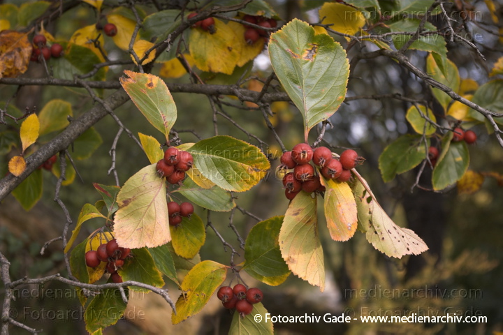  Hahndorn. rotes Herbstlaub . Früchte.
2007. Berlin. Flora. Pflanzen. Strauch. Sträucher. Großstrauch, kleiner Baum. Bäume. Hahndorn. Crataegus crus-galli. Dunkelgrüne Blätte, die sich im Herbst stark rötlich verfärben. Rote Früchte (Beeren, Apfelfrüchte), ca. 1,5 cm Durchmesser.
Schlüsselwörter: Crataegus crus-galli;Flora;Früchte;Hahndorn;Herbstlaub;Natur;Pflanzen;plants;Strauch;2006;Berlin;Sträucher