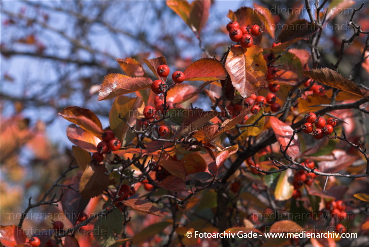 Hahnensporn-Weißdorn (Crataegus crus-galli) auch Hahnendorn
3. 10. 2010. Berlin. Flora. Pflanzen. Strauch. Sträucher. Hahnensporn-Weißdorn (Crataegus crus-galli) auch Hahnendorn
Schlüsselwörter: Flora;Natur;Pflanzen;plants;Strauch;2010;Berlin;Sträucher