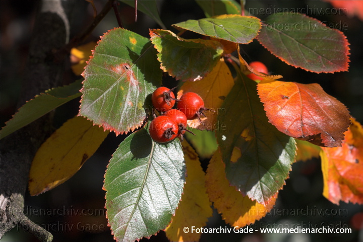 Hahnensporn-Weißdorn (Crataegus crus-galli) auch Hahnendorn
3. 10. 2010. Berlin. Flora. Pflanzen. Strauch. Sträucher. Hahnensporn-Weißdorn (Crataegus crus-galli) auch Hahnendorn
Schlüsselwörter: Flora;Natur;Pflanzen;plants;Strauch;2010;Berlin;Sträucher