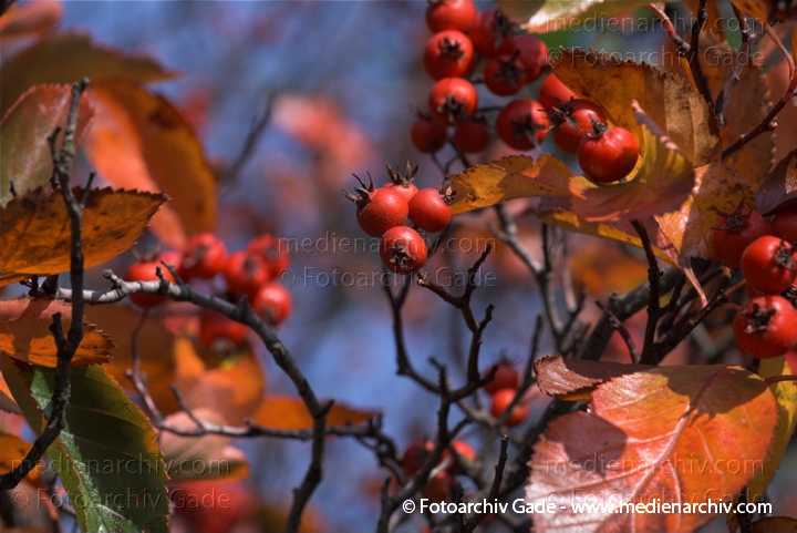 Hahnensporn-Weißdorn (Crataegus crus-galli) auch Hahnendorn
3. 10. 2010. Berlin. Flora. Pflanzen. Strauch. Sträucher. Hahnensporn-Weißdorn (Crataegus crus-galli) auch Hahnendorn
Schlüsselwörter: Flora;Natur;Pflanzen;plants;Strauch;2010;Berlin;Sträucher