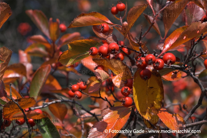 Hahnensporn-Weißdorn (Crataegus crus-galli) auch Hahnendorn
3. 10. 2010. Berlin. Flora. Pflanzen. Strauch. Sträucher. Hahnensporn-Weißdorn (Crataegus crus-galli) auch Hahnendorn
Schlüsselwörter: Flora;Natur;Pflanzen;plants;Strauch;2010;Berlin;Sträucher