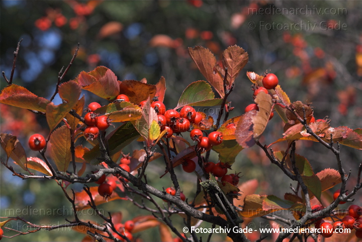 Hahnensporn-Weißdorn (Crataegus crus-galli) auch Hahnendorn
3. 10. 2010. Berlin. Flora. Pflanzen. Strauch. Sträucher. Hahnensporn-Weißdorn (Crataegus crus-galli) auch Hahnendorn
Schlüsselwörter: Flora;Natur;Pflanzen;plants;Strauch;2010;Berlin;Sträucher