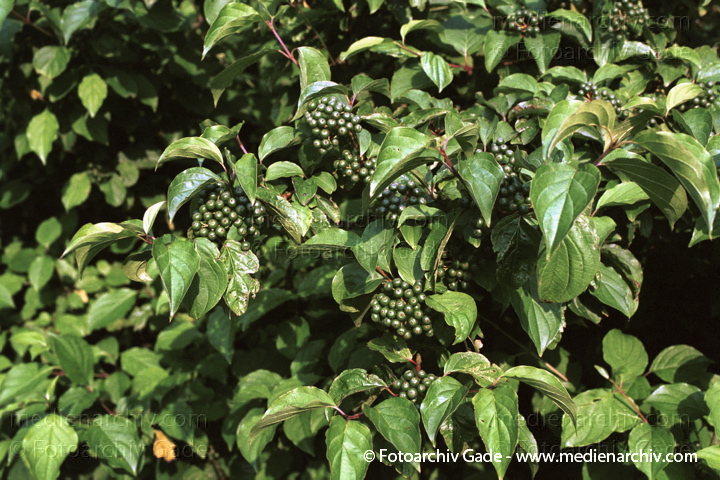 August 2001.   Flora. Pflanzen. Strauch. Sträucher. Hartriegel (Cornus alba).
Schlüsselwörter: Deutschland;Flora;Natur;Pflanzen;plants;Strauch;2001;Cornus alba;Sträucher