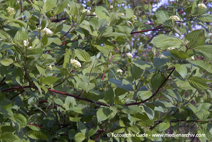 Hartriegel. Cornus spec. 
22. 4. 2007. Berlin. Flora. Pflanzen. Frühling. Hartriegel (Cornus spec.).   Hartriegelgewächse (Cornaceae).
Schlüsselwörter: Flora;Natur;Pflanzen;plants;Strauch;2007;Berlin;Sträucher