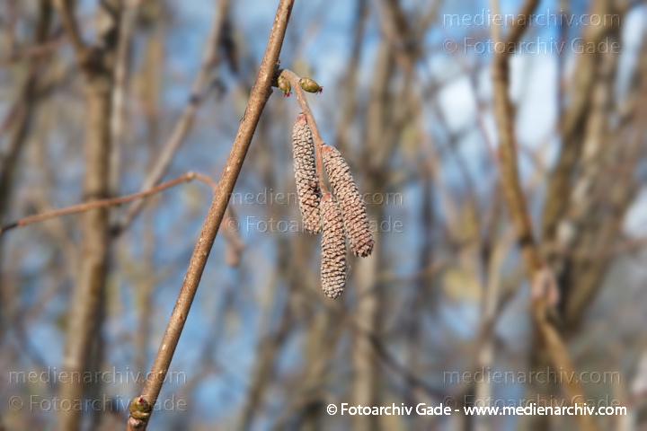 Haselnuss. Corylus avellana
16.  2. 2014. Brandenburg. Flora. Pflanzen. Blüten. Hasel (Corylus avellana)
Schlüsselwörter: 2014;Blüte;Brandenburg;Corylus avellana;Flora;Hasel;Pflanzen;plants;Strauch;Sträucher