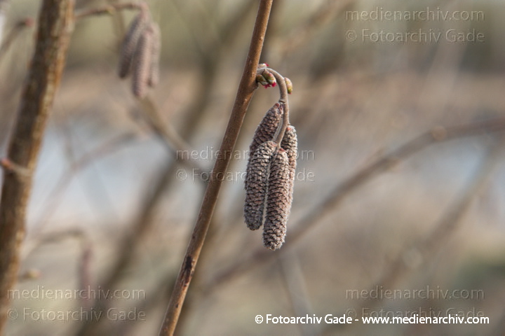 Haselnuss. Corylus avellana
16.  2. 2014. Brandenburg. Flora. Pflanzen. Blüten. Hasel (Corylus avellana)
Schlüsselwörter: 2014;Blüte;Brandenburg;Corylus avellana;Flora;Hasel;Pflanzen;plants;Strauch;Sträucher