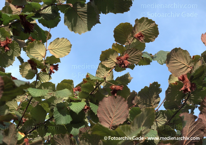 Gemeine Hasel (Corylus avellana) auch Haselstrauch oder Haselnussstrauch
25. 7. 2009. Flora. Pflanzen. Strauch. Sträucher. Gemeine Hasel (Corylus avellana), auch Haselstrauch oder Haselnussstrauch
Schlüsselwörter: 2009;Corylus avellana;Flora;Gemeine Hasel;Haselnussstrauch;Haselstrauch;Natur;Nuss;Pflanzen;plants;Strauch;Sträucher