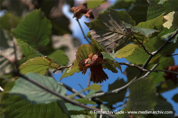 Gemeine Hasel (Corylus avellana) auch Haselstrauch oder Haselnussstrauch
26. 7. 2009. Flora. Pflanzen. Strauch. Sträucher. Gemeine Hasel (Corylus avellana), auch Haselstrauch oder Haselnussstrauch
Schlüsselwörter: 2009;Corylus avellana;Flora;Gemeine Hasel;Haselnussstrauch;Haselstrauch;Natur;Nuss;Pflanzen;plants;Strauch;Sträucher