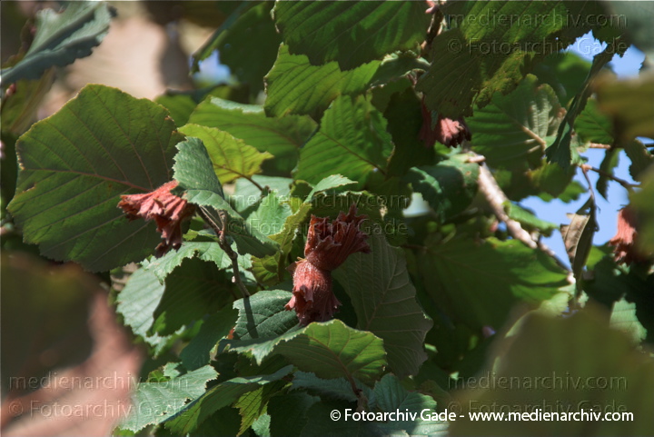 Gemeine Hasel (Corylus avellana) auch Haselstrauch oder Haselnussstrauch
26. 7. 2009. Flora. Pflanzen. Strauch. Sträucher. Gemeine Hasel (Corylus avellana), auch Haselstrauch oder Haselnussstrauch
Schlüsselwörter: 2009;Corylus avellana;Flora;Gemeine Hasel;Haselnussstrauch;Haselstrauch;Natur;Nuss;Pflanzen;plants;Strauch;Sträucher