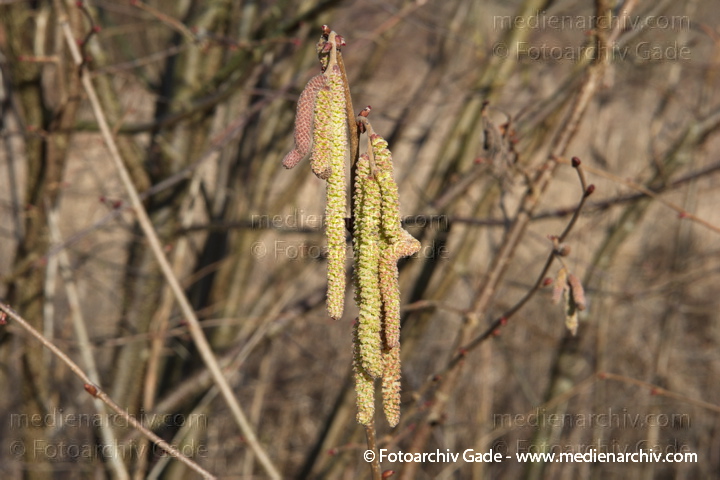 Haselnuss. Corylus avellana. Blüten
16. 2. 2014. Brandenburg. Flora. Pflanzen. Strauch. Sträucher. Blüten. Haselnuss. Corylus avellana
Schlüsselwörter: Brandenburg;Corylus avellana;Flora;Haselnuss;Pflanzen;plants;Strauch;2014;Blüten;Sträucher