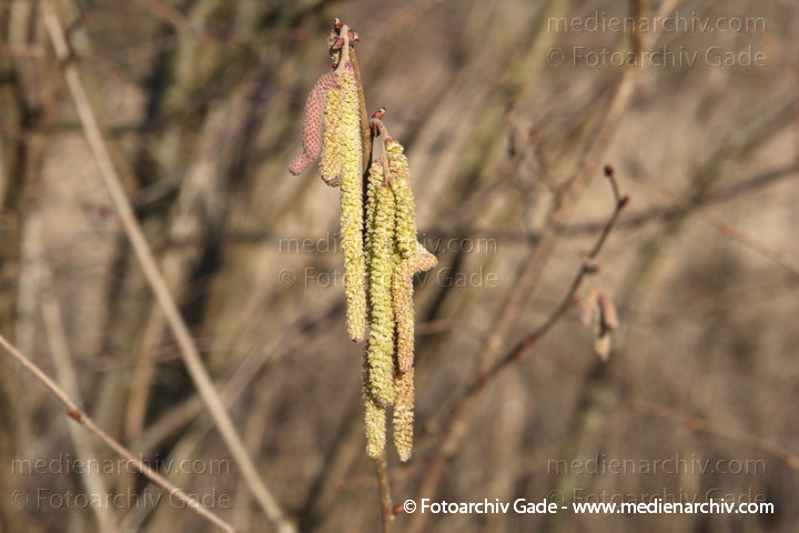 Haselnuss. Corylus avellana. Blüten
16. 2. 2014. Brandenburg. Flora. Pflanzen. Strauch. Sträucher. Blüten. Haselnuss. Corylus avellana
Schlüsselwörter: Brandenburg;Corylus avellana;Flora;Haselnuss;Pflanzen;plants;Strauch;2014;Blüten;Sträucher