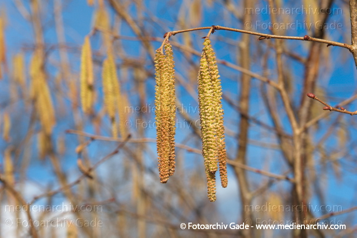 Haselnuss. Corylus avellana. Blüten
16. 2. 2014. Brandenburg. Flora. Pflanzen. Strauch. Sträucher. Blüten. Haselnuss. Corylus avellana
Schlüsselwörter: Brandenburg;Corylus avellana;Flora;Haselnuss;Pflanzen;plants;Strauch;2014;Blüten;Sträucher