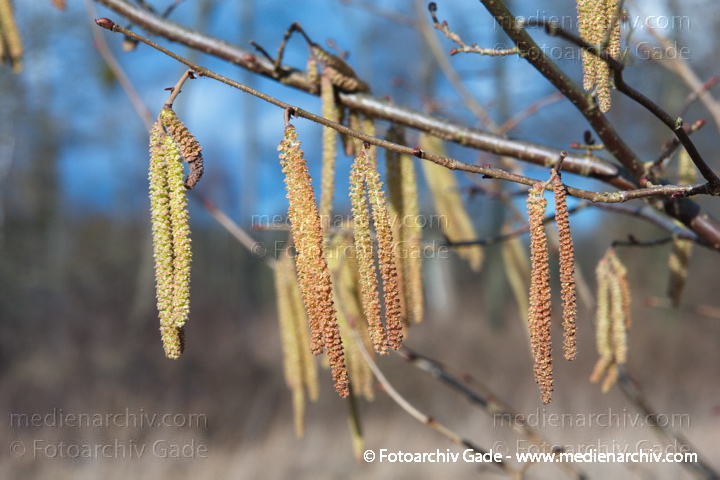 Haselnuss. Corylus avellana. Blüten
16. 2. 2014. Brandenburg. Flora. Pflanzen. Strauch. Sträucher. Blüten. Haselnuss. Corylus avellana
Schlüsselwörter: Brandenburg;Corylus avellana;Flora;Haselnuss;Pflanzen;plants;Strauch;2014;Blüten;Sträucher