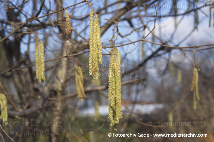 Haselnuss. Corylus avellana. Blüten
24. 2. 2014. Berlin. Flora. Strauch. Pflanzen. Blüten. Haselnuss. Corylus avellana
Schlüsselwörter: Blüten;Corylus avellana;Flora;Haselnuss;Pflanzen;plants;2014;Berlin;Strauch