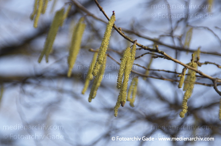 Haselnuss. Corylus avellana. Blüten
11. 1. 2014. Berlin. Flora. Pflanzen. Blüten. Flora. Pflanzen. Strauch. Sträucher. Blüten. Haselnuss. Corylus avellana
Schlüsselwörter: Corylus avellana;Flora;Haselnuss;Pflanzen;plants;Strauch;2014;Blüten;Sträucher