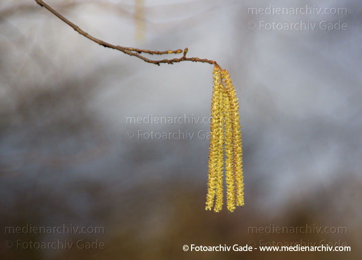 Haselnuss. Corylus avellana. Blüten
11. 1. 2014. Berlin. Flora. Pflanzen. Blüten. Flora. Pflanzen. Strauch. Sträucher. Blüten. Haselnuss. Corylus avellana
Schlüsselwörter: Corylus avellana;Flora;Haselnuss;Pflanzen;plants;Strauch;2014;Blüten;Sträucher