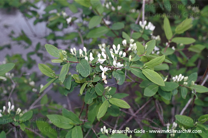 Heckenkirsche oder Geißblatt (Lonicera)
22. 4. 2002.  Flora.  Pflanzen. Strauch. Sträucher. Heckenkirsche oder Geißblatt (Lonicera)
Schlüsselwörter: 2002;Berlin;Deutschland;Flora;Geißblätter;Heckenkirsche;Lonicera;Natur;Pflanzen;plants;Strauch;Sträucher