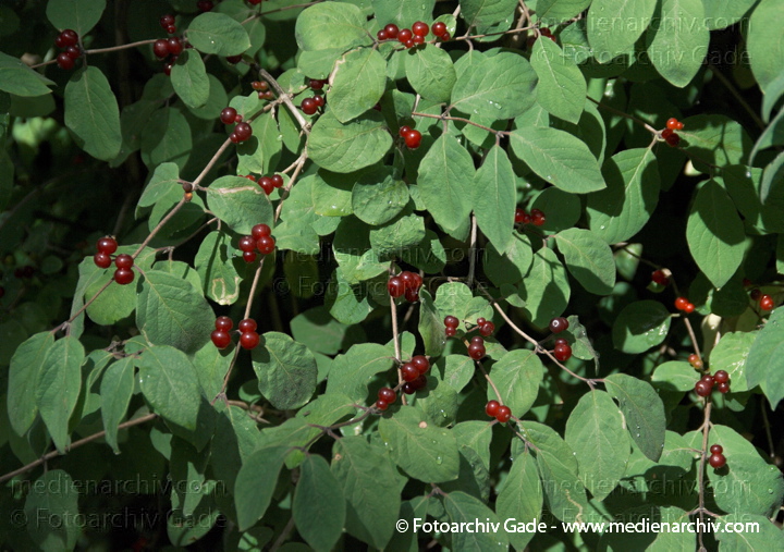 Heckenkirsche oder Geißblatt (Lonicera)
11. 7. 2009.  Flora.  Pflanzen. Strauch. Sträucher. Heckenkirsche oder Geißblatt (Lonicera) mit Früchten. Beeren
Schlüsselwörter: 2009;Flora;Geißblätter;Heckenkirsche;Lonicera;Natur;Pflanzen;plants;Strauch;Sträucher