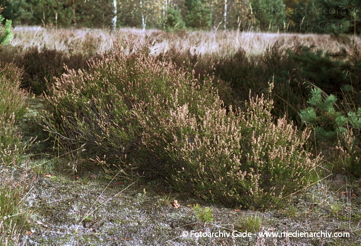 Heidekräuter (Erica) auch Heiden oder Erikas
November 2001.  Flora. Pflanzen. Strauch. Sträucher. Heidekräuter (Erica), auch Heiden oder Erikas
Schlüsselwörter: 2001;Calluna vulgaris;canary islands;Flora;Fuerteventura;Heidekraut;Kanarische Inseln;Natur;Pflanzen;plants;spain;Spanien;Strauch;Sträucher