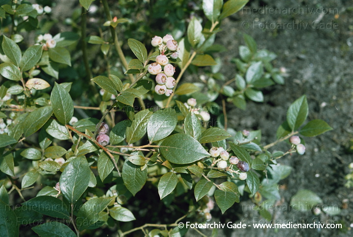 "Heidekrautgewächse. ;Strauch-Heidelbeeren"
Juli 2002. Hemmoor. Flora  Pflanzen Heidekrautgewächse. . Strauch-Heidelbeeren (unreif).  Vaccinium corymbosum
Schlüsselwörter: Blumen;Blüten;Deutschland;Flora;Heidekrautgewächse;Heidelbeere;Heilpflanze;Hemmoor;Natur;Pflanze;Pflanzen;plants;Strauch;2002;Blume;Sträucher