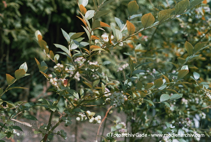 "Heidekrautgewächse. ;Strauch-Heidelbeeren. unreif)"
Juli 2002. Hemmoor. Flora Pflanzen Heidekrautgewächse. . Strauch-Heidelbeeren (unreif)  Vaccinium corymbosum.
Schlüsselwörter: Blumen;Blüten;Deutschland;Flora;Heidekrautgewächse;Heidelbeere;Heilpflanze;Natur;Pflanzen;plants;Strauch;2002;Blume;Sträucher