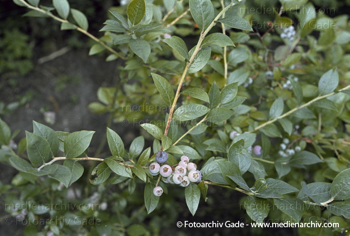 " Staruch Heidekrautgewächse. Strauch-Heidelbeeren. unreif); Vaccinium corymbosum"
Juli 2002. Hemmoor. Flora Pflanzen. Staruch  Heidekrautgewächse. Strauch-Heidelbeeren (unreif).  Vaccinium corymbosum.
Schlüsselwörter: Blumen;Blüten;Deutschland;Flora;Heidekrautgewächse;Heilpflanze;Hemmoor;Natur;Pflanzen;plants;Strauch;2002;Blume;Sträucher
