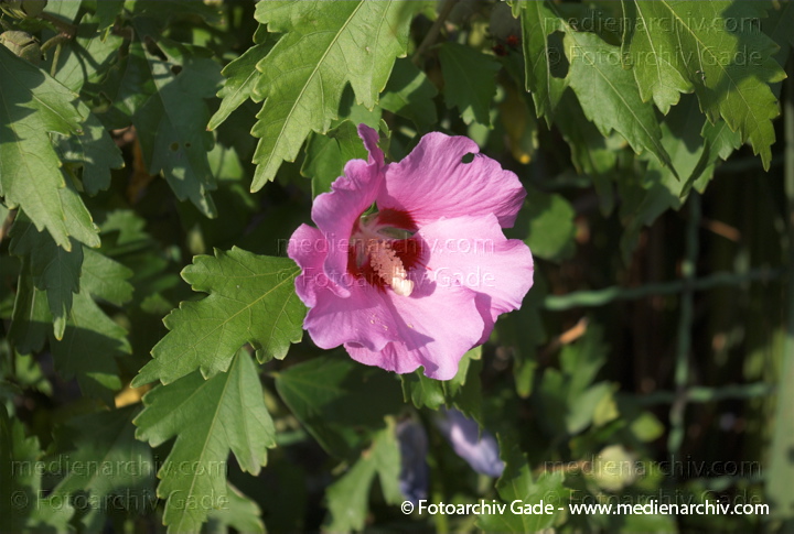 Hibiskus (Hibiscus)
21. 8. 2008. Flora. Pflanzen. Strauch. Sträucher. Hibiskus. Hibiskus. Hibiscus. Blüten
Schlüsselwörter: 2008;Flora;Hibiscus;Hibiskus;Natur;Pflanzen;plants;Strauch;Sträucher