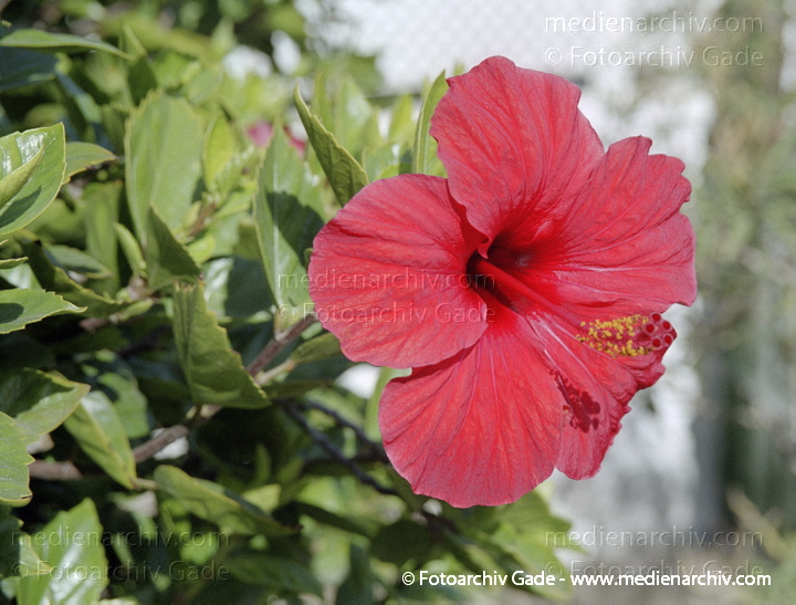 Hibiskus. Hibiscus. Rote Blüten
November 2001. Spanien. Kanarische Inseln. Fuerteventura. Spain. Canary Islands. Espana. Islas Canarias. Flora. Pflanzen. Hibiskus (Hibiscus)    Malvengewächse (Malvaceae) Rote Blüten
Schlüsselwörter: Flora;Fuerteventura;Hibiscus;Hibiskus;Islas Canarias;Kanarische Inseln;Malvaceae;Malvengewächse;Natur;Pflanzen;plants;spain;2001;Canary Islands;Spanien