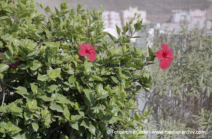 Hibiskus. Hibiscus. Rote Blüten
November 2001. Spanien. Kanarische Inseln. Fuerteventura. Spain. Canary Islands. Espana. Islas Canarias. Flora. Pflanzen. Hibiskus (Hibiscus)    Malvengewächse (Malvaceae) Rote Blüten
Schlüsselwörter: Flora;Fuerteventura;Hibiscus;Hibiskus;Islas Canarias;Kanarische Inseln;Malvaceae;Malvengewächse;Natur;Pflanzen;plants;spain;2001;Canary Islands;Spanien