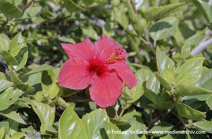Hibiskus. Hibiscus. Rote Blüten
November 2001. Spanien. Kanarische Inseln. Fuerteventura. Spain. Canary Islands. Espana. Islas Canarias. Flora. Pflanzen. Hibiskus (Hibiscus)    Malvengewächse (Malvaceae) Rote Blüten
Schlüsselwörter: Flora;Fuerteventura;Hibiscus;Hibiskus;Islas Canarias;Kanarische Inseln;Malvaceae;Malvengewächse;Natur;Pflanzen;plants;spain;2001;Canary Islands;Spanien