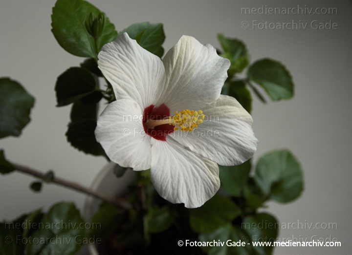 Hibiskus (Hibiscus)
6. 9. 2008. Flora, Pflanzen, Hibiskus mit weißer Blüte.
Schlüsselwörter: Blüte;Eibisch;Flora;Hibiscus;Hibiskus;Natur;Pflanze;Pflanzen;plants;Strauch;Sträucher;weisse;weiße;Blüte