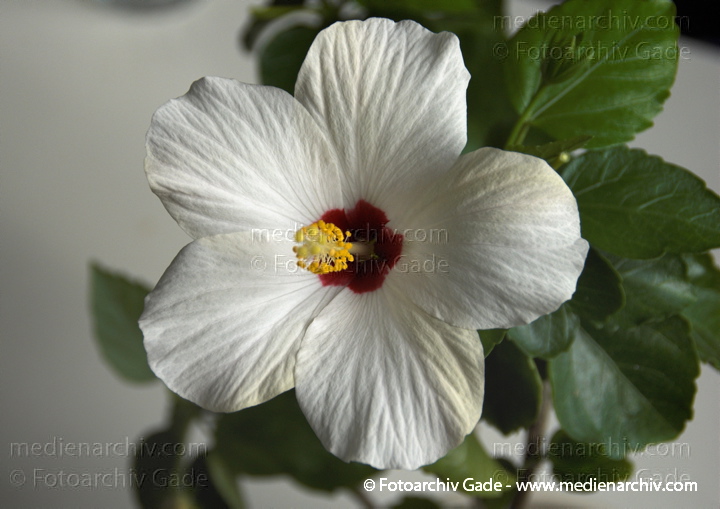 Hibiskus (Hibiscus)
6. 9. 2008. Flora, Pflanzen, Hibiskus mit weißer Blüte.
Schlüsselwörter: Blüte;Eibisch;Flora;Hibiscus;Hibiskus;Natur;Pflanze;Pflanzen;plants;Strauch;Sträucher;weisse;weiße;Blüte