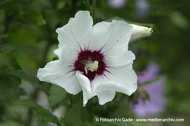 Hibiskus (Hibiscus)
30. 7. 2010. Berlin. Rehberge. Flora. Pflanzen.  Strauch. Sträucher. Hibiskus (Hibiscus) Blüten
Schlüsselwörter: 2010;Berlin;Eibisch;Flora;Hibiscus;Hibiskus;Natur;Pflanzen;plants;Strauch;Sträucher;Blüte