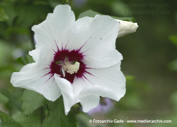 Hibiskus (Hibiscus)
30. 7. 2010. Berlin. Rehberge. Flora. Pflanzen.  Strauch. Sträucher. Hibiskus (Hibiscus) Blüten
Schlüsselwörter: 2010;Berlin;Eibisch;Flora;Hibiscus;Hibiskus;Natur;Pflanzen;plants;Strauch;Sträucher;Blüte