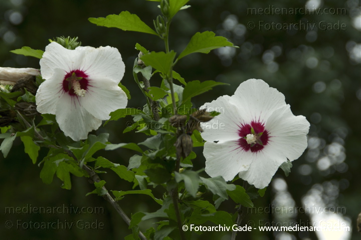 Hibiskus (Hibiscus)
15. 8. 2010. Berlin. Rehberge. Flora. Pflanzen. Hibiskus (Hibiscus)
Schlüsselwörter: 2010;Berlin;Blüte;Eibisch;Flora;Hibiscus;Natur;Pflanzen;plants;Rehberge;Wedding