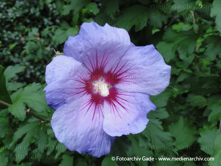 Hibiskus (Hibiscus)
27. 8. 2011. Berlin. Wedding. Beim Plötzensee. Flora. Pflanzen.  Strauch Sträucher. Hibiskus (Hibiscus)    Malvengewächse (Malvaceae)
Schlüsselwörter: 2011;Berlin;Eibisch;Flora;Hibiscus;Hibiskus;Malvaceae;Malvengewächse;Natur;Pflanzen;plants;Strauch;Sträucher;Wedding;Blüte