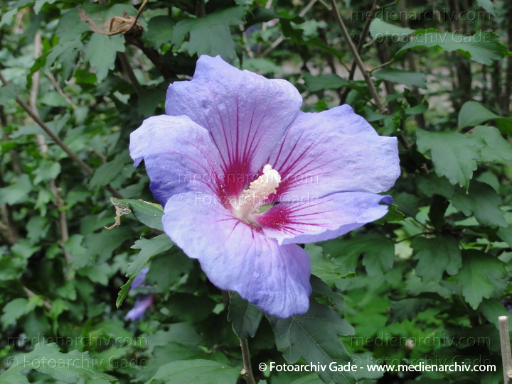 Hibiskus (Hibiscus)
27. 8. 2011. Berlin. Wedding. Beim Plötzensee. Flora. Pflanzen.  Strauch Sträucher. Hibiskus (Hibiscus)    Malvengewächse (Malvaceae)
Schlüsselwörter: 2011;Berlin;Eibisch;Flora;Hibiscus;Hibiskus;Malvaceae;Malvengewächse;Natur;Pflanzen;plants;Strauch;Sträucher;Wedding;Blüte
