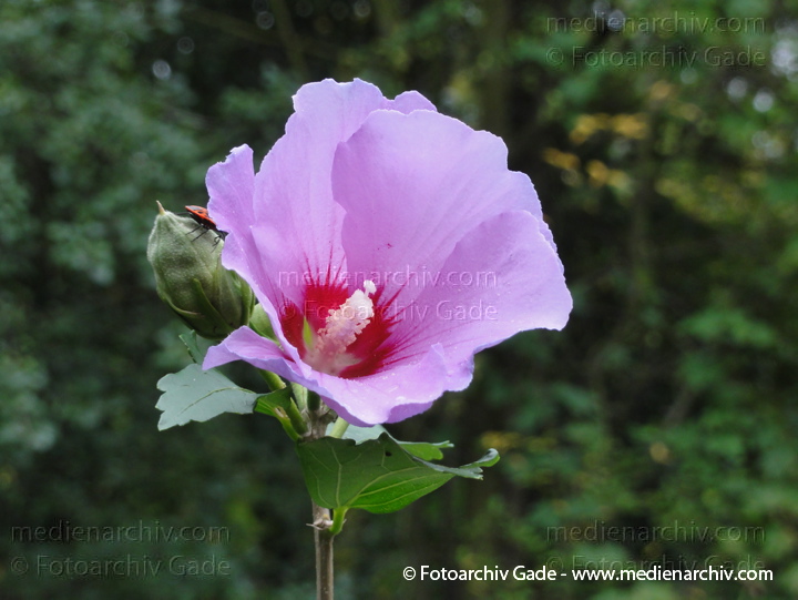Hibiskus (Hibiscus)
27. 8. 2011. Berlin. Wedding. Beim Plötzensee. Flora. Pflanzen.  Strauch Sträucher. Hibiskus (Hibiscus)    Malvengewächse (Malvaceae)
Schlüsselwörter: 2011;Berlin;Eibisch;Flora;Hibiscus;Hibiskus;Malvaceae;Malvengewächse;Natur;Pflanzen;plants;Strauch;Sträucher;Wedding;Blüte